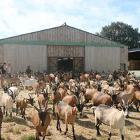 Les éleveurs de la ferme de la Fringale misent sur le bien-être animal et leur confort de travail, en accord avec leur vision de l'élevage.  © B. More