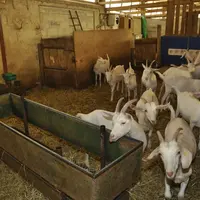 Les chevreaux croisés sont castrés et élevés comme des chevrettes mais avec moins de concentré. Ils sont transformés en plats cuisinés. © B. Griffoul