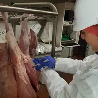 La viande de chevreau, après les essais d'allaitement, présente des rations oméga 6 / oméga 3 beaucoup plus proches de la recommandation de l'Anses. ©
