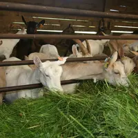 En utilisant ses propres matières premières dans la ration, il est indispensable de connaitre les besoins des animaux et les valeurs des aliments.  ©