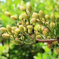 Les feuilles du pistachier lentisque contiennent un au niveau de tanins qui apportent une plus-value dans la ration des chèvres laitières. © S. Herman