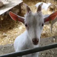 Les saanens présentent un lait moins riche que les chèvres d'origine lettone mais avec une concentration en caséine plus importante. © B. Morel