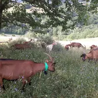 Suivre ses chèvres au pâturage grâce à une balise GPS permet, en plus de les localiser en temps de réel, de mieux connaître leur comportement lorsqu'e