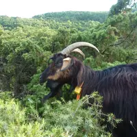 La chèvre des Pyrénées est adaptée  à la végétation dense, mais la garde n'est pas simple dans cette situation. Le suivi GPS permet de gagner en temps