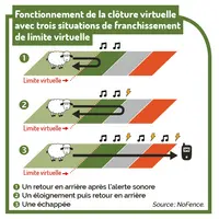 Fonctionnement de la clôture virtuelle avec trois situations de franchissement de limite virtuelle © NoFence