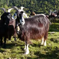Race très rustique, la chèvre des Pyrénées peut aussi bien être élever pour son lait, sa viande ou simplement son appétit pour les broussailles. © DR