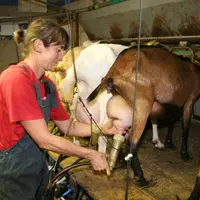 L’astreinte puis la charge mentale et les pics de travail sont les plus problématiques en élevages caprins. © D. Hardy