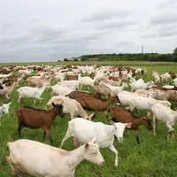 Le maintien des aides couplées est vitale pour les élevages de ruminants. C'est les signal fort qu’attendent les éleveurs de la part des pouvoirs publ
