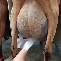 Au Pradel, le personnel de la ferme expérimentale applique des lingettes désinfectantes sur les mamelles des chèvres en salle de traite. © C. Boyer/Id