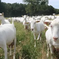 La Loi Santé Animale ne provoque pas de changements majeurs pour les éleveurs de chèvres, les organisations professionnelles ont veillé à la bonne réd