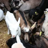 L'engraissement des chevreaux à la ferme représente encore beaucoup de travail supplémentaire pour une valorisation trop faible. © D. Hardy