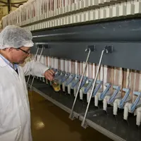Aux Laboratoires Abia, à Meursault, en Côte-d’Or, il faut un mois pour transformer la caillettedes chevreaux, agneaux ou veaux en présure utilisable p