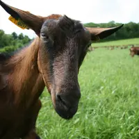 Les chèvres seraient capables de s'adapter plus rapidement à un nouvel environnement grâce à leur stratégie alimentaire. © D. Hardy