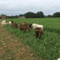 Les longues bandes de sorgho sont pâturées à l'aide d'un fil avant. © A. Villette