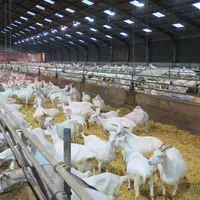 Dans chaque troupeau, environ 10 % des chèvres sont testés sur les abcès caséeux, le Caev et la paratuberculose. © O. Danel