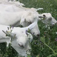 L'heure est aux mélanges prairiaux. Des études démontrent que plus un mélange est diversifié, plus il sera productif et stable d'une année à l'autre.