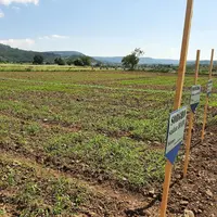 Les parcelles Cap Protéines ont été semées avec succès le 20 mai. Elles associent une légumineuse à une graminée. © P. Thorey