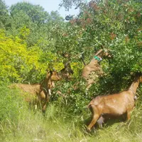 Les chèvres ne doivent pas consommer plus d'un tiers du feuillage des arbres pour assurer la pérennité de la ressource fourragère. © Cerpam