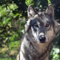 Le loup a encore tué près de 500 caprins d'élevage l'an dernier. © Christels