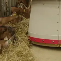 Les probiotiques peuvent améliorer naturellement l’état sanitaire des chèvres et ainsi optimiser la production de lait.  © Lallemand