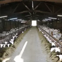 Le Gec de La Garenne associe élevage caprin laitier et grandes cultures de vente.  © B. Morel