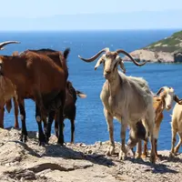 Les 2000 îles grecques de la mer Egée abritent une population de chèvre importante, principalement en élevage allaitant.