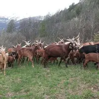Á 1 600 m d’altitude, il fallait trouver un compromis pour valoriser les pâtures aux alentours du village au printemps et à l’automne, les alpages l’é