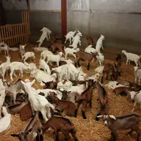 La valorisation des chevreaux est toujours au cœur des inquiétudes de toute la filière avant le début de la campagne.