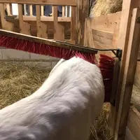 Les chèvres cornues aiment bien se gratter le dos ; les non-cornues plutôt la tête.