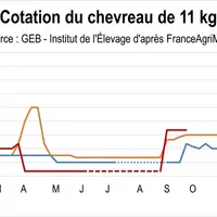 Cotation du chevreau de 11 kg
