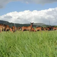 Il faut 890 g de protéines végétales consommables par l’homme pour produire un kilo de protéines animales consommables par l’homme. Les chèvres sont p