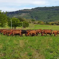 Des tests ont été menés au Pradel, en Ardèche dans le cadre du projet Fastoche pour tester le pâturage des plantes riches en tanins.