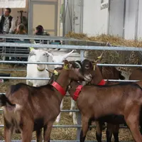Pour chaque site d'élevage, un référent responsable du bien-être animal doit être désigné.