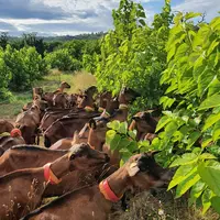 Les premiers résultats des essais de pâturage de mûrier réalisés au Pradel sont prometteurs : un peu plus de lait, une amélioration nette du taux buty