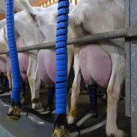 Le recours aux lactations longues ne cesse de progresser dans tous les types d’élevage. Selon l’Idele, en 1995, 3 à 4 % des chèvres démarraient une la