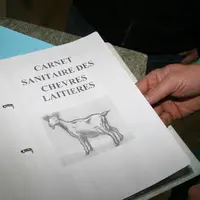 Les élevages de petits ruminants utilisent de moins en moins d’antibiotiques