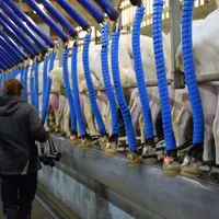 Si le premier objectif de l’éleveur est de se libérer du temps, alors on s’oriente vers une tâche précise à confier au salarié, comme la traite. Si l’