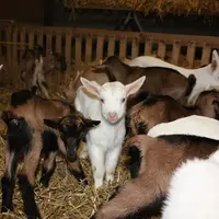 Le prix de la poudre de lait met à mal les équilibres financiers dans la filière chevreau.