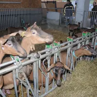 La STG lait de foin interdit tout aliment fermenté (ensilage et enrubannage), ainsi que les OGM. L’alimentation des chèvres doit être à 75 % à base d’