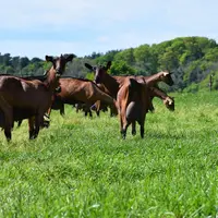 L’herbe jeune d’une prairie multiespèce a une très bonne valeur protéique et énergétique.