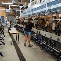 Pré-trempage en mousse et en spray avec essuyage papier, et deux lingettes différentes ont été testés sur la ferme expérimentale du Pradel (07). Les q
