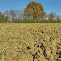 Détruire une prairie sans labour ni glyphosate, est-ce possible ? C’est ce que cherchent à évaluer Arvalis et ses partenaires dans le projet Praigly.