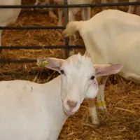 Les abcès sont à l'origine de plus de 15 % des saisies en abattoir.