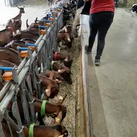 Les chèvres de la ferme expérimentale du Pradel on reçu un mélange céréales-protéagineux, orge et féverole, présenté aplati ou non. Les premiers résul