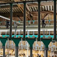 En salle de traite, plusieurs solutions existent également. Leur choix dépend du temps de traite et de la quantité de concentré que l'on veut y distri