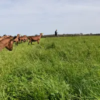 Si les systèmes valorisant l'herbe  et les légumineuses sont souvent les plus autonomes, ils ne sont pas toujours accessibles. Et il existe des gains
