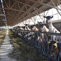 Réaliser un chantier de notation de l'état corporel avant les saillies permet encore de réagir, et de réorienter si besoin les rations vers de l’énerg