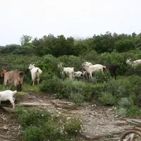 L’interprofession souhaite aussi voir les éleveurs parvenir à l’autonomie alimentaire, pour cela elle promeut les schémas collectifs pour le machinism