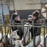 L'insémination permet de progresser rapidement génétiquement par la voie mâle en sélectionnant les meilleures chèvres du troupeau comme support du ren