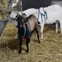 Les boucs vasectomisés permettent de détecter les chaleurs, une alternative aux tabliers, pas toujours simples à gérer au quotidien.